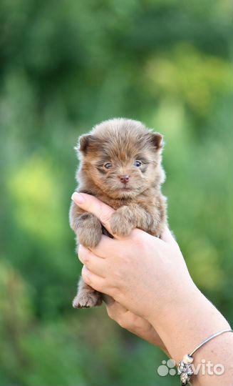 Шпиц-терьер шоколадный мерле