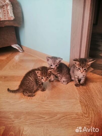 Кошки в добрые руки бесплатно