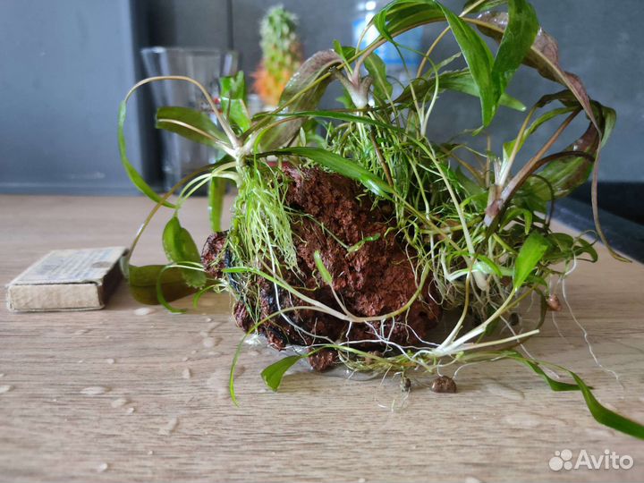 Аквариумные растения прополка