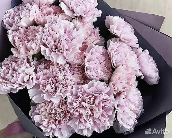 Диантусы гвоздики