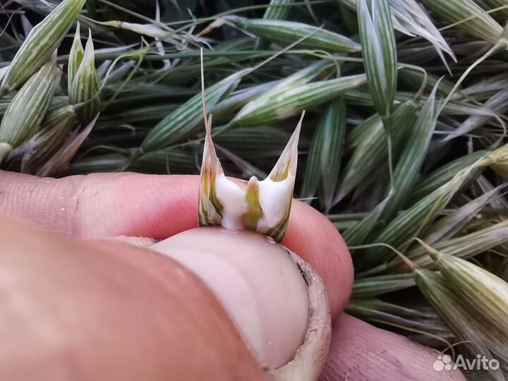 Продам сено в тюках