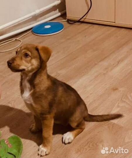 Щенок в добрые руки