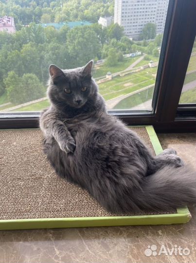 Передержка собак и кошек