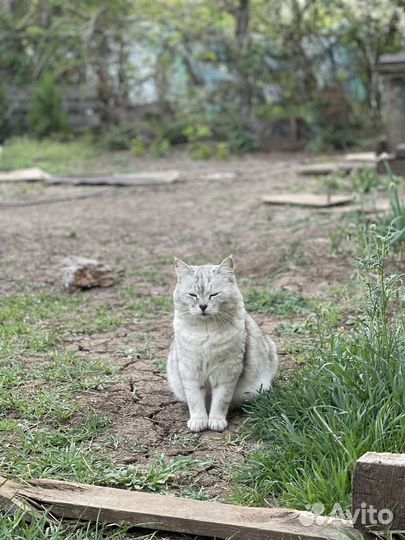 Рыжее солнышко котенок