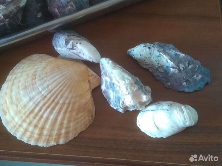 Ракушки для аквариума