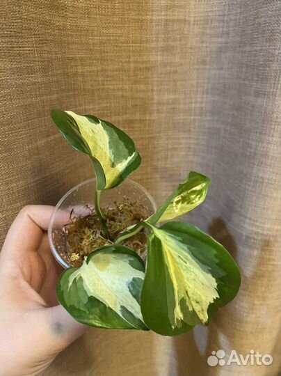 Сциндапсус эпипремнум сингониум