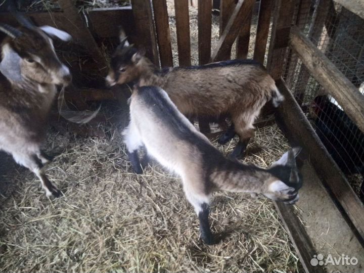 Козачка и козлик