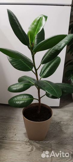 Фикус Робуста