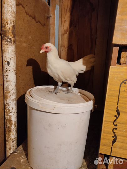 Куры бентамка