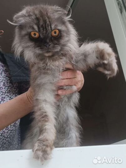 Персидская кошка