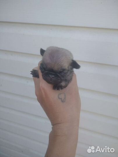 Щенки мопса мальчик