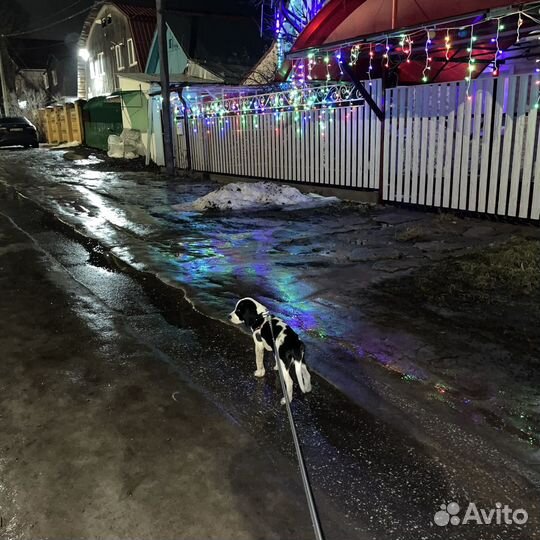 Собака в добрые руки