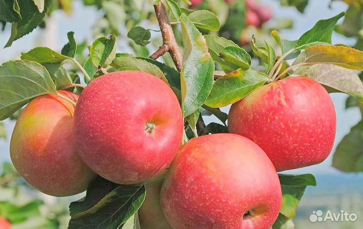 Яблоки сорт Кармен