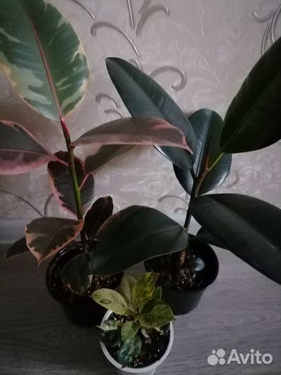 Фикусы сортовые