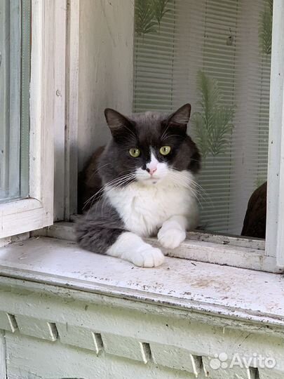 Норвежская лесная. Котик, 1год