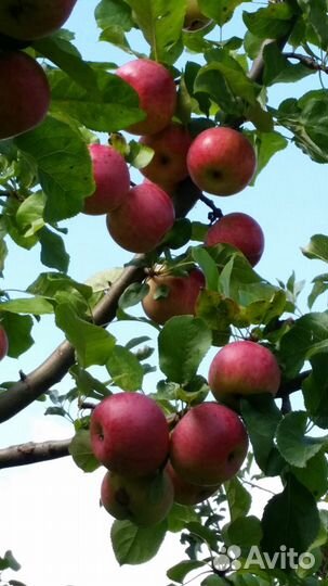 Продам яблоки