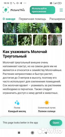 Молочай треугольный 1,7м