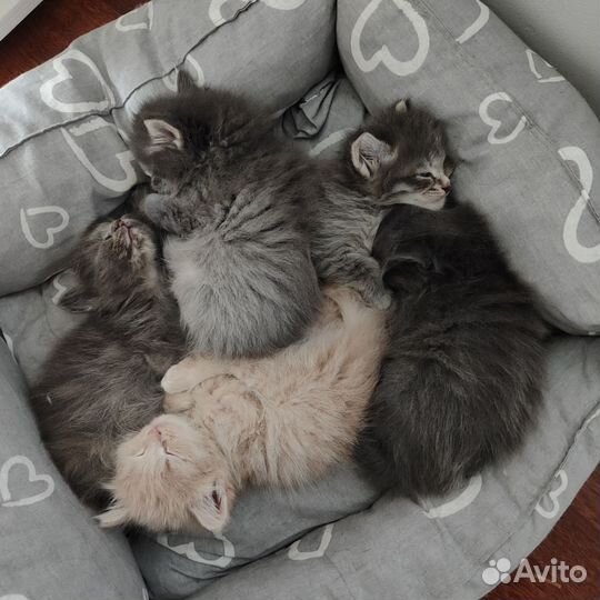 Отдам котят