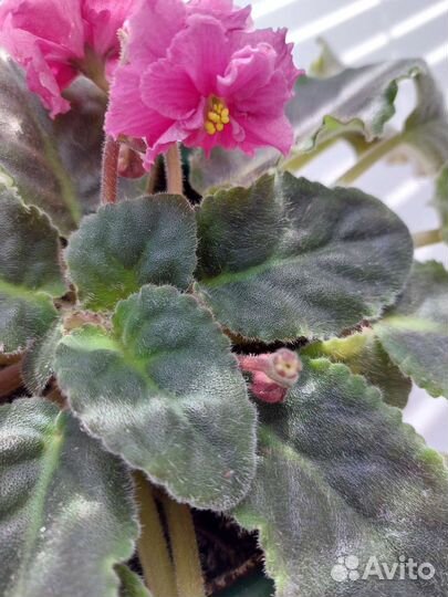 Фиалка в горшках