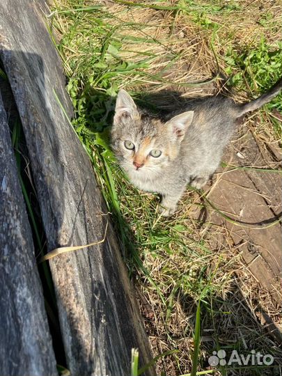 Котята в добрые руки бесплатно