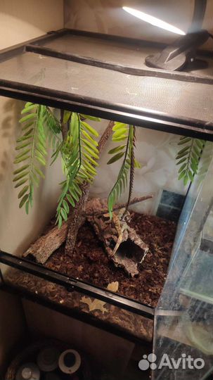 Реснитчатые бананоеды