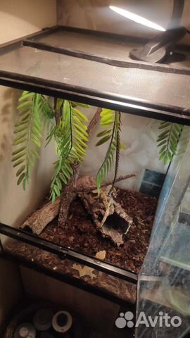 Реснитчатые бананоеды