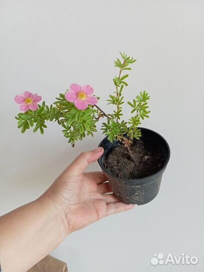 Лапчатка кустарниковая многолетняя