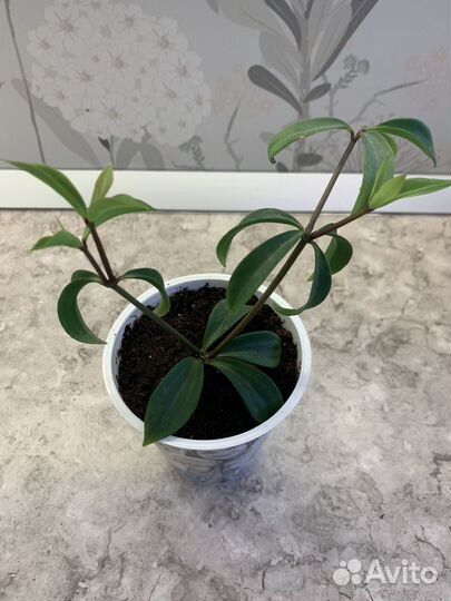 Пеперомия перескиелистная