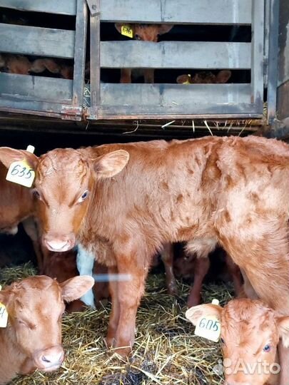 Телята Сименталы и Холмогоры