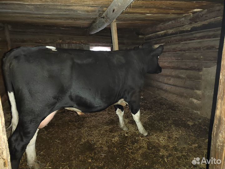 Продается бычок, 1.3 мес