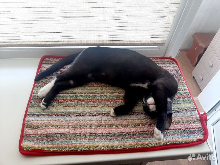 Кот Филя обнимака