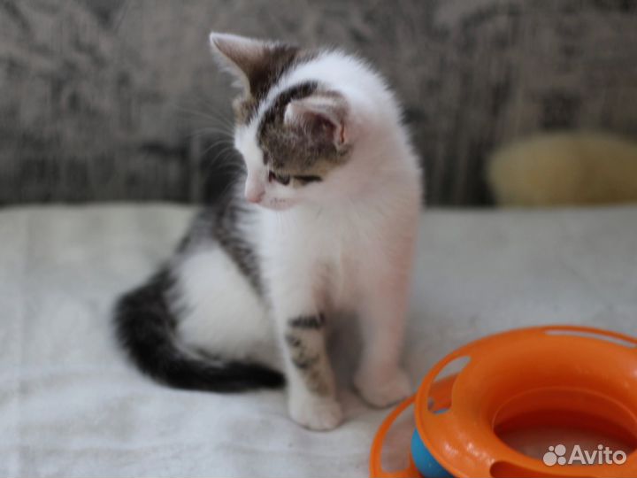 Котенок красивый мальчик