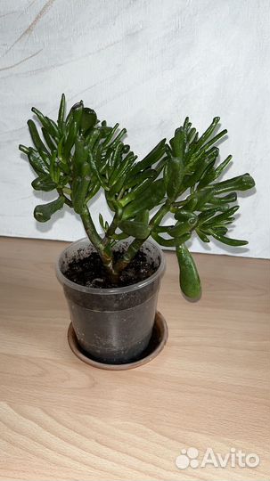 Толстянка Хоббит