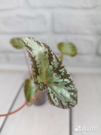 Бегония грифон, вариабилис, babeana