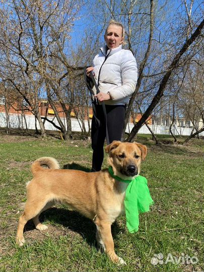 Небольшой пес из приюта