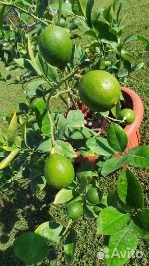 Цитрусовые в доме в Тольятти