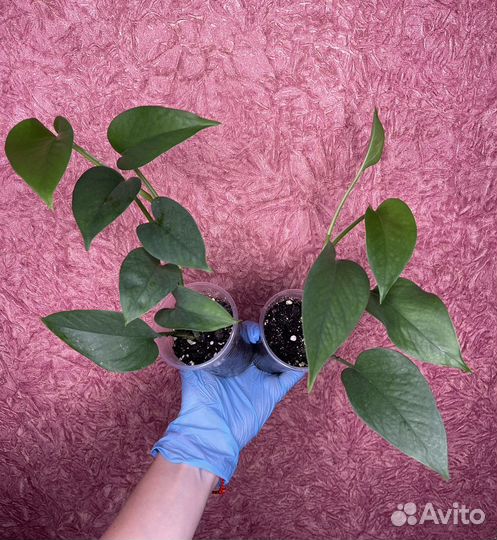 Scindapsus Jade (Сциндапсус)