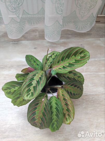 Маранта триколор