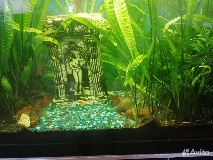 Аквариум
