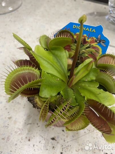 Дионея венерина мухоловка 9 см горшок
