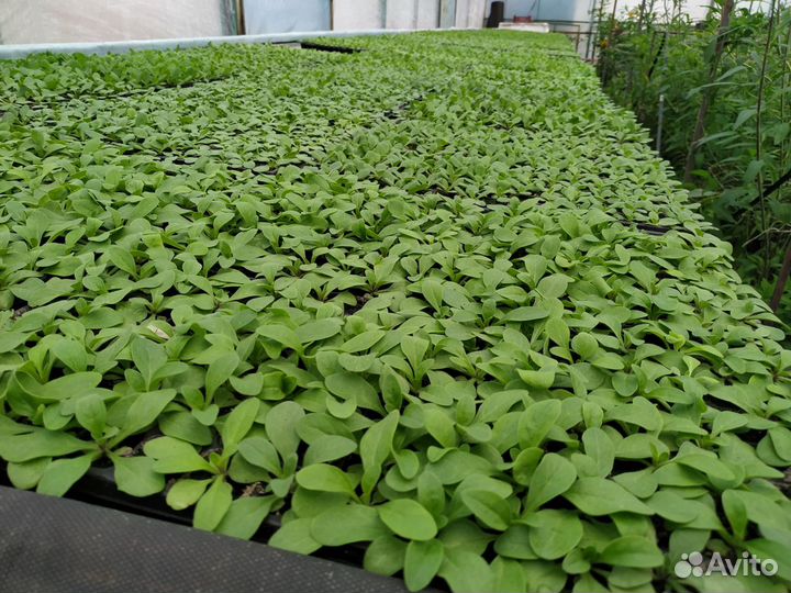 Рассада для доращивания петуния бархатцы сальвии