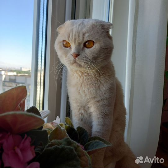 Вязка с шотландским вислоухим котом