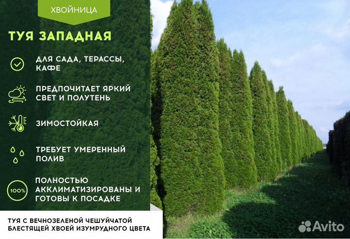 Туи крупномеры Брабант 3,8 м2 м