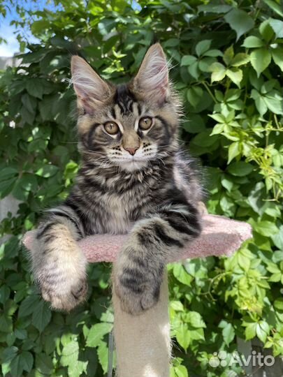 Котята мейн-кун