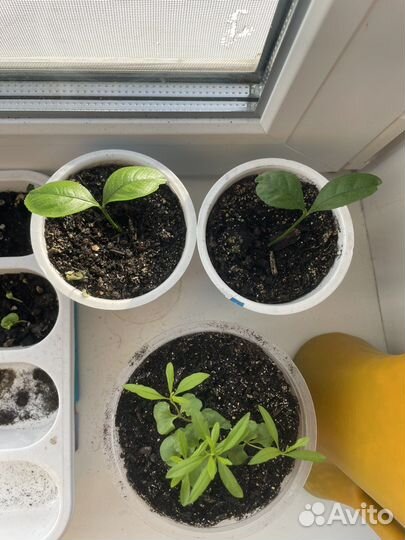 Растения и деревья