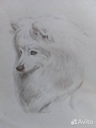 Рисунок пушистая собачка