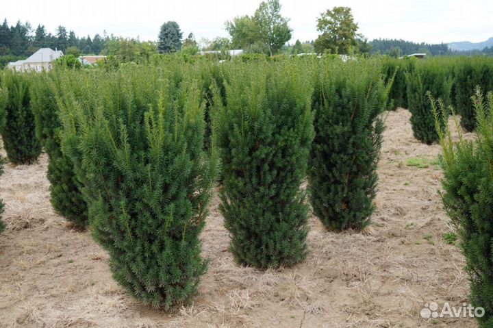 Тис Хикси семена