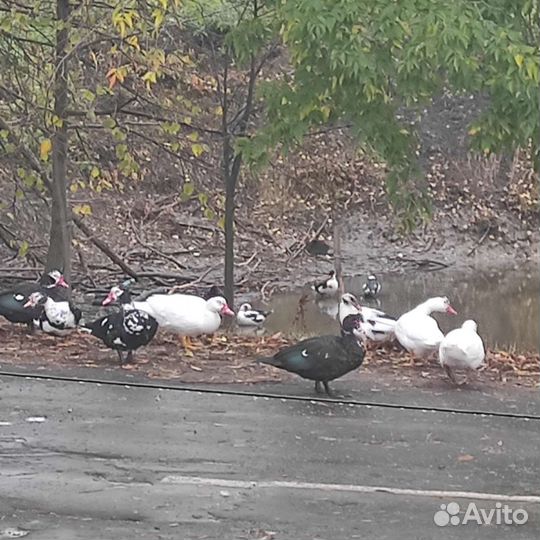 Мускусные утки (индоутки)