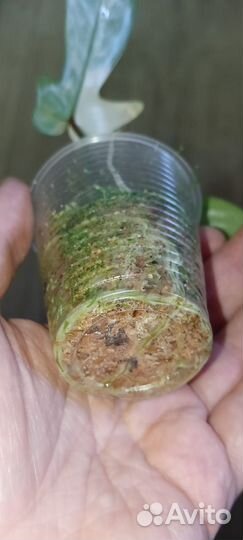 Филодендрон Маска вариегатная