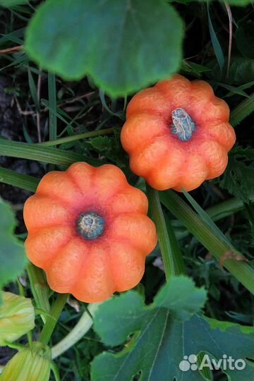 Тыквы для декора